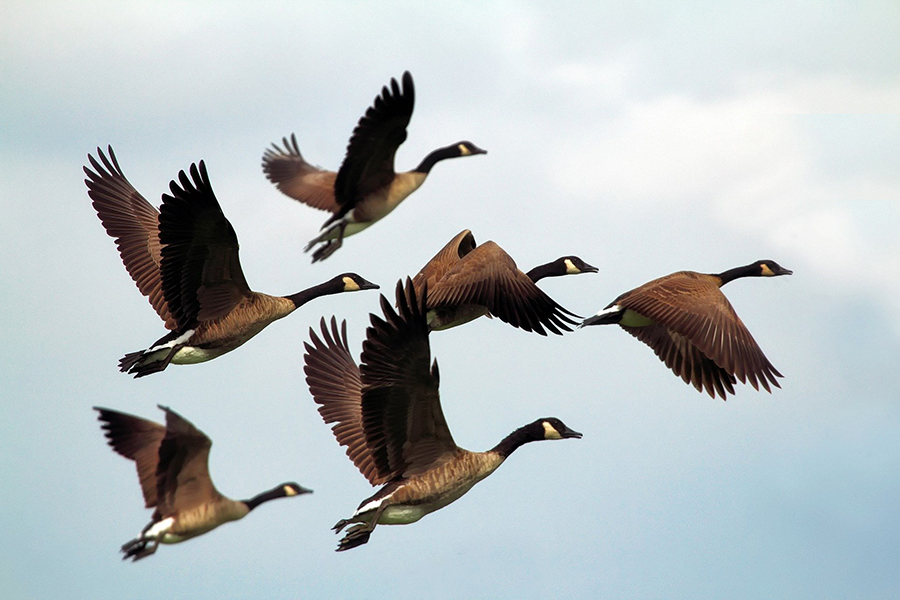 Knowledge base | Light pollution | Migratory birds