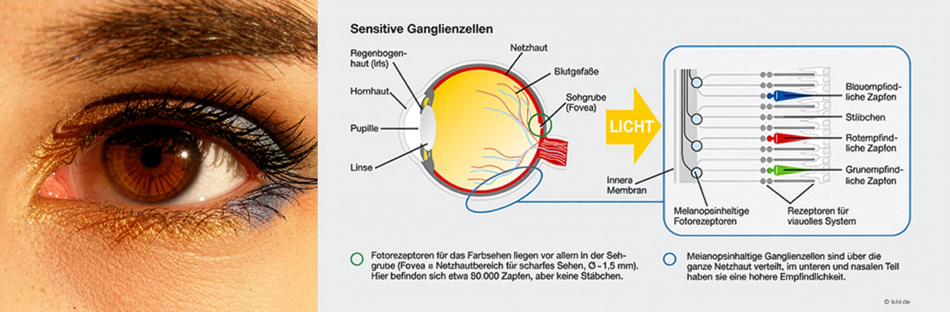 Knowledge Base | All about light | Light – what it is | How we perceive it